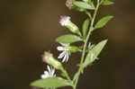 Calico aster